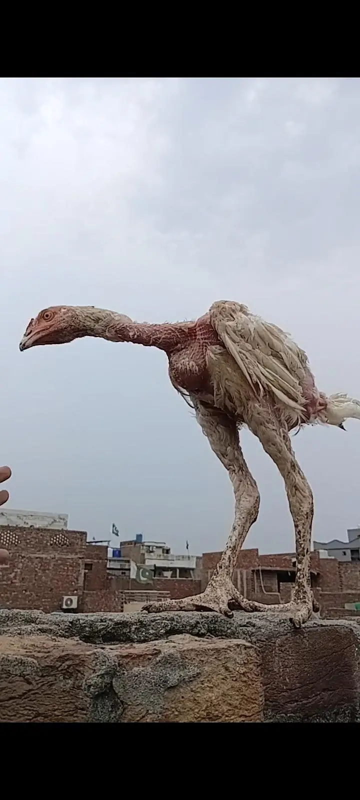 The Giant Chicken That Shocked Everyone  — photo 2