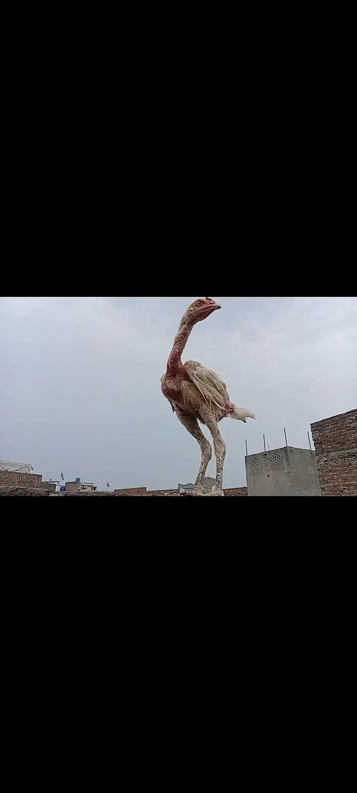 The Giant Chicken That Shocked Everyone  — photo 3