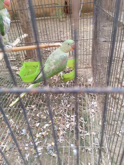 for ta sale