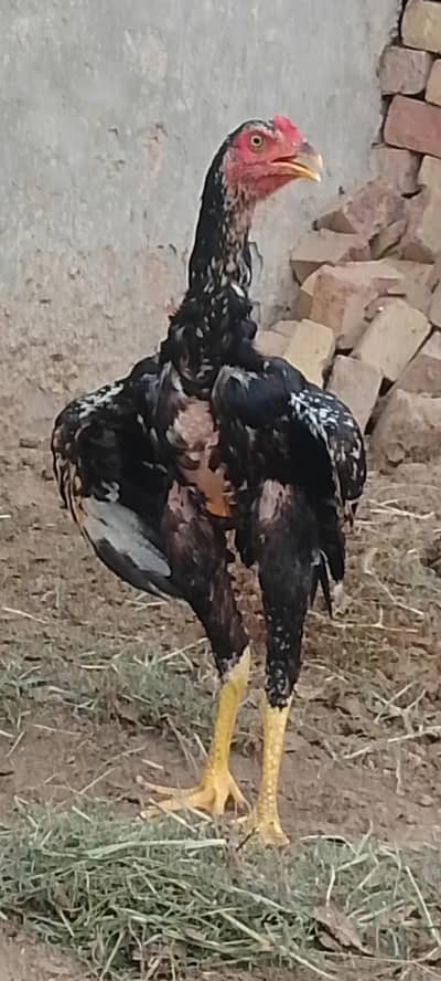 longest hight jageeri nasal ka bird mora 3.5kg
