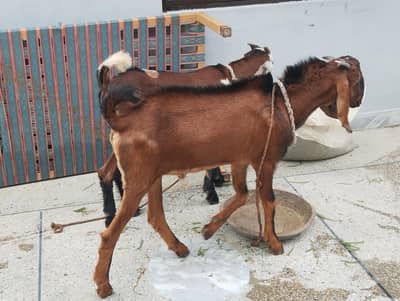 Male Goat pair (Nagra cross and Desi Bakera)