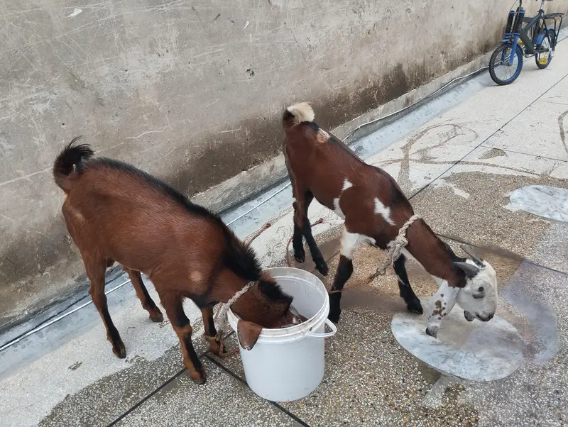 Male Goat pair (Nagra cross and Desi Bakera) — photo 2