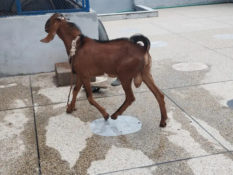 Male Goat pair (Nagra cross and Desi Bakera) — photo 3