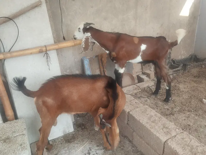 Male Goat pair (Nagra cross and Desi Bakera) — photo 5