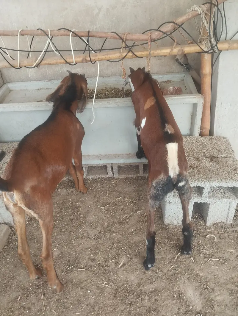 Male Goat pair (Nagra cross and Desi Bakera) — photo 6