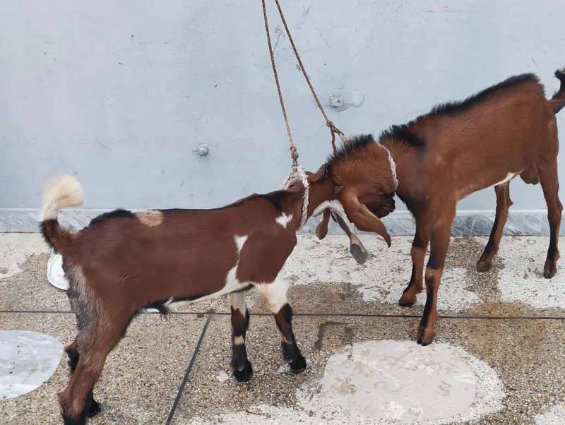 Male Goat pair (Nagra cross and Desi Bakera) — photo 7