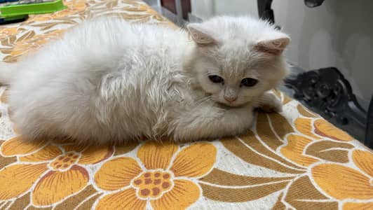 Triple coated Persian