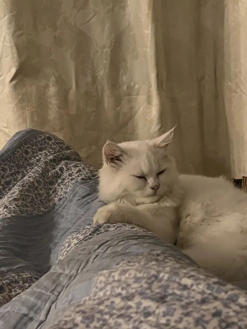 Triple coated Persian — photo 2