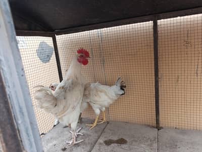 Leghorn white trio set for sale