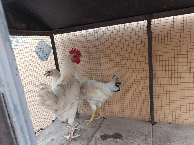 Leghorn white trio set for sale — photo 3