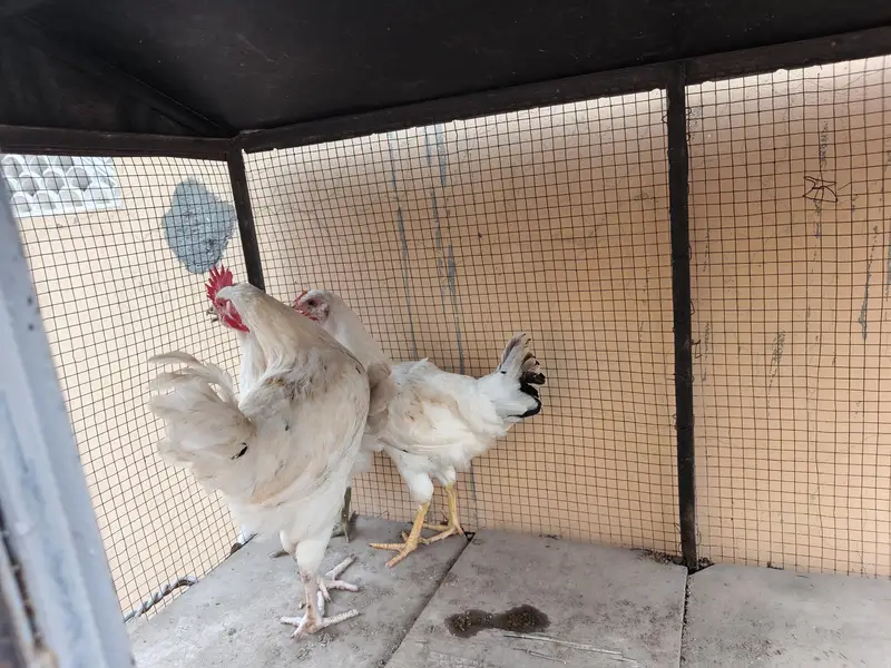 Leghorn white trio set for sale — photo 4
