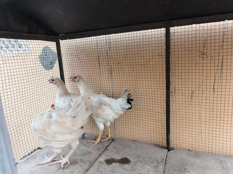 Leghorn white trio set for sale — photo 5
