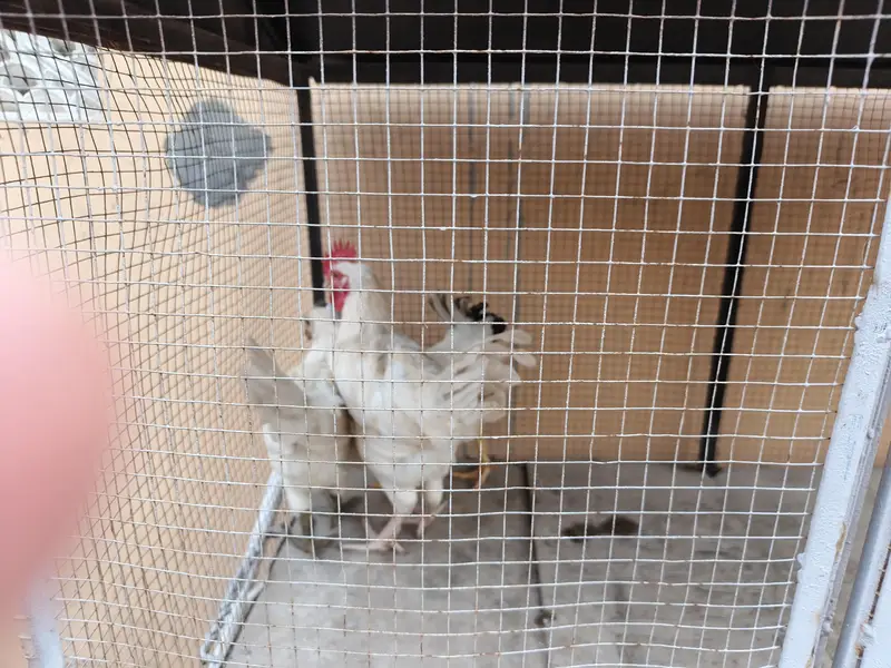 Leghorn white trio set for sale — photo 6