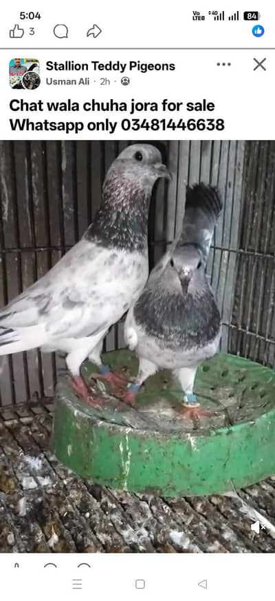 chat wale chuhe breeder pair