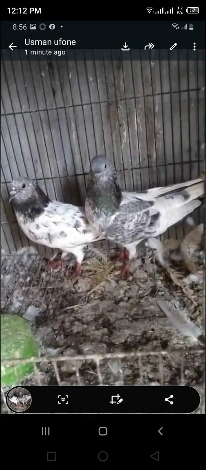 chat wale chuhe breeder pair — photo 2