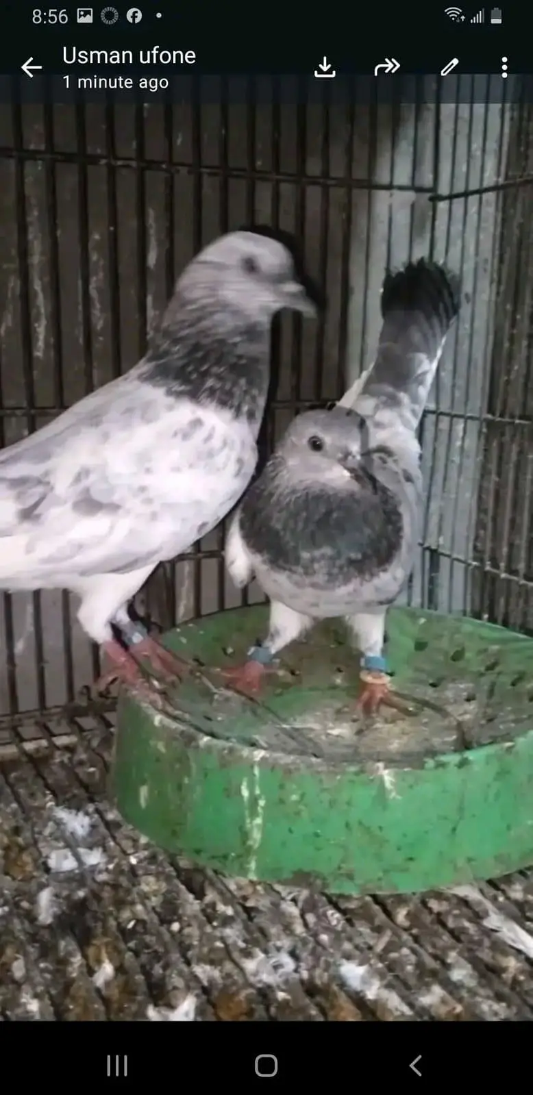 chat wale chuhe breeder pair — photo 3