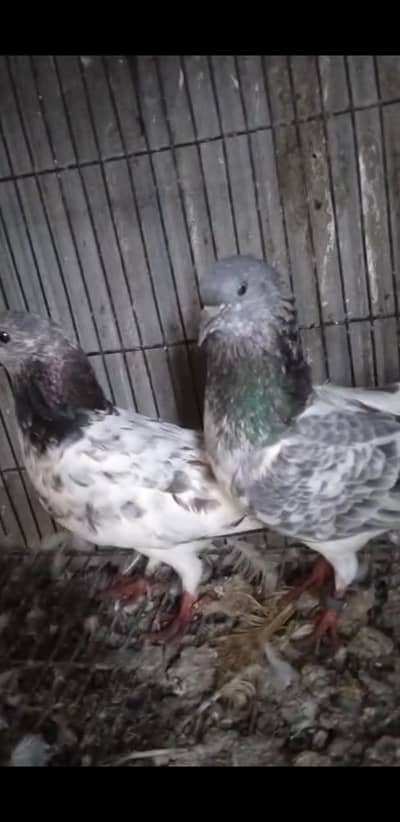 chat wale chuhe breeder pair