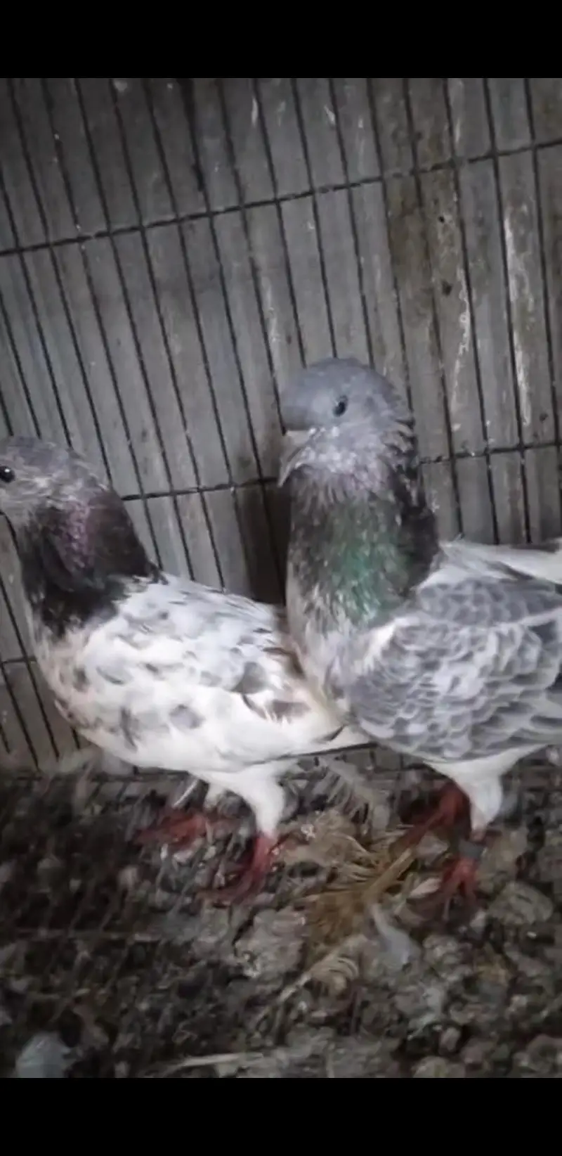 chat wale chuhe breeder pair — photo 4