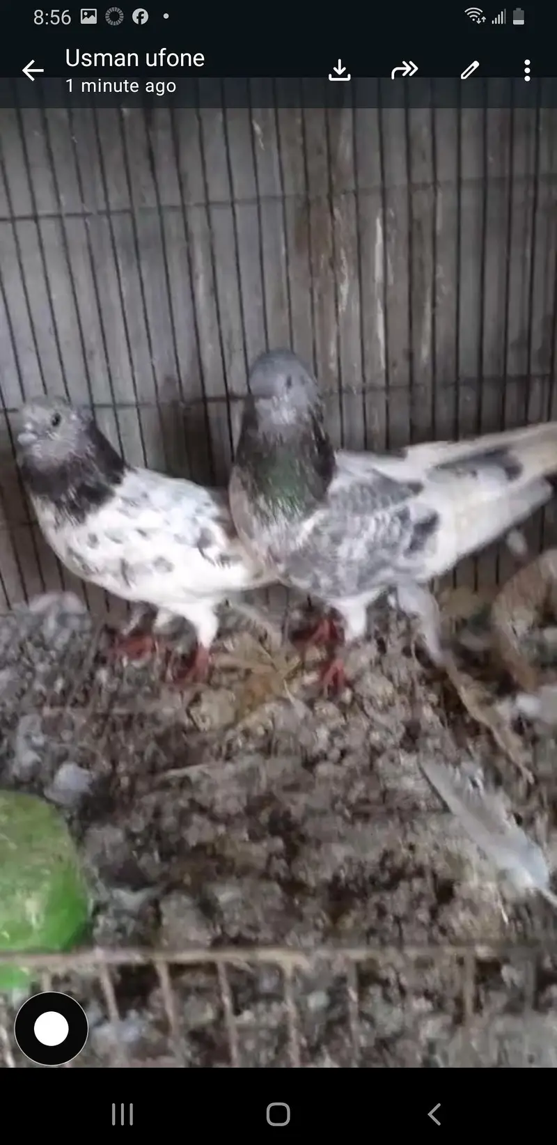 chat wale chuhe breeder pair — photo 5