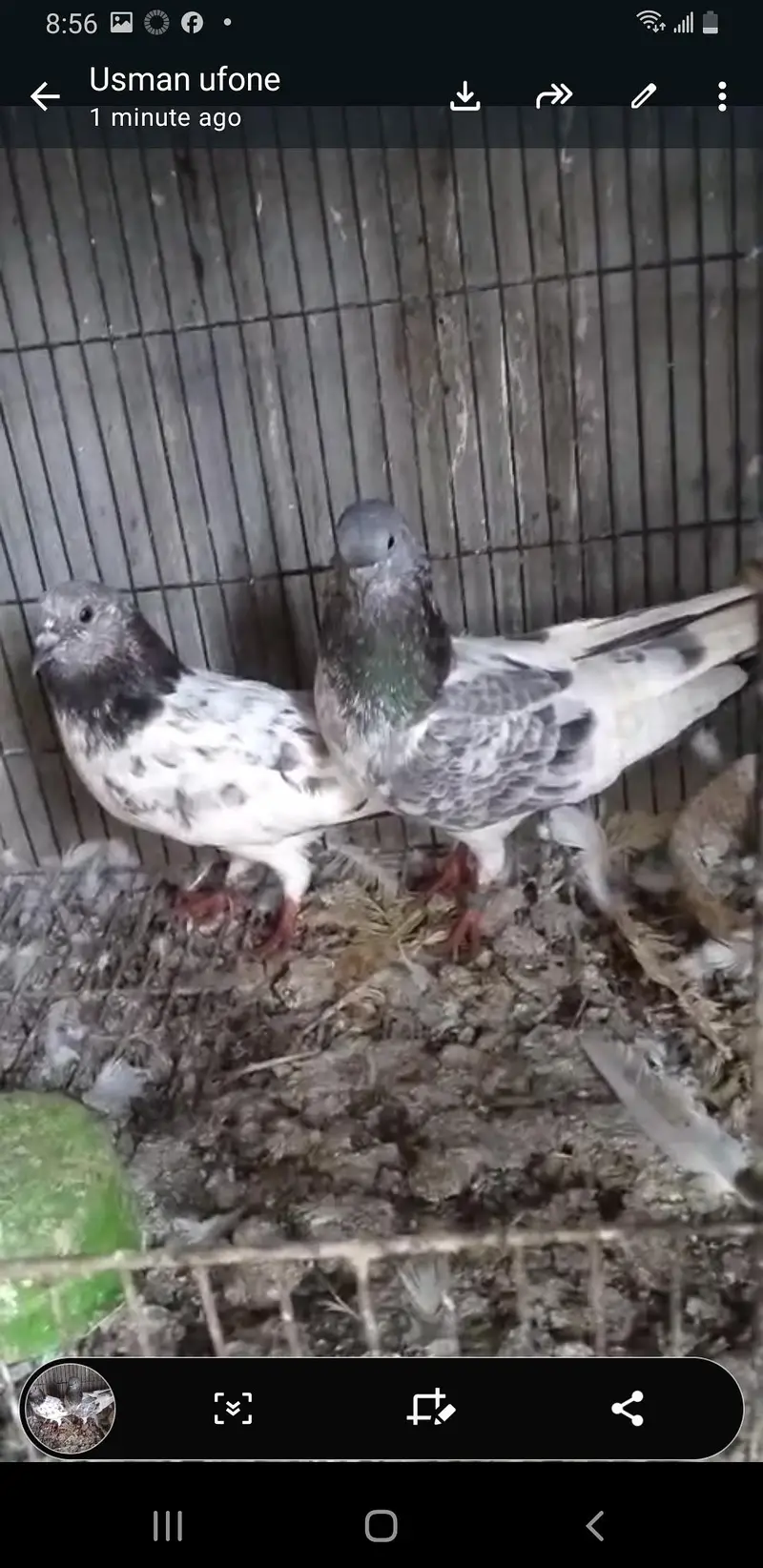 chat wale chuhe breeder pair — photo 6