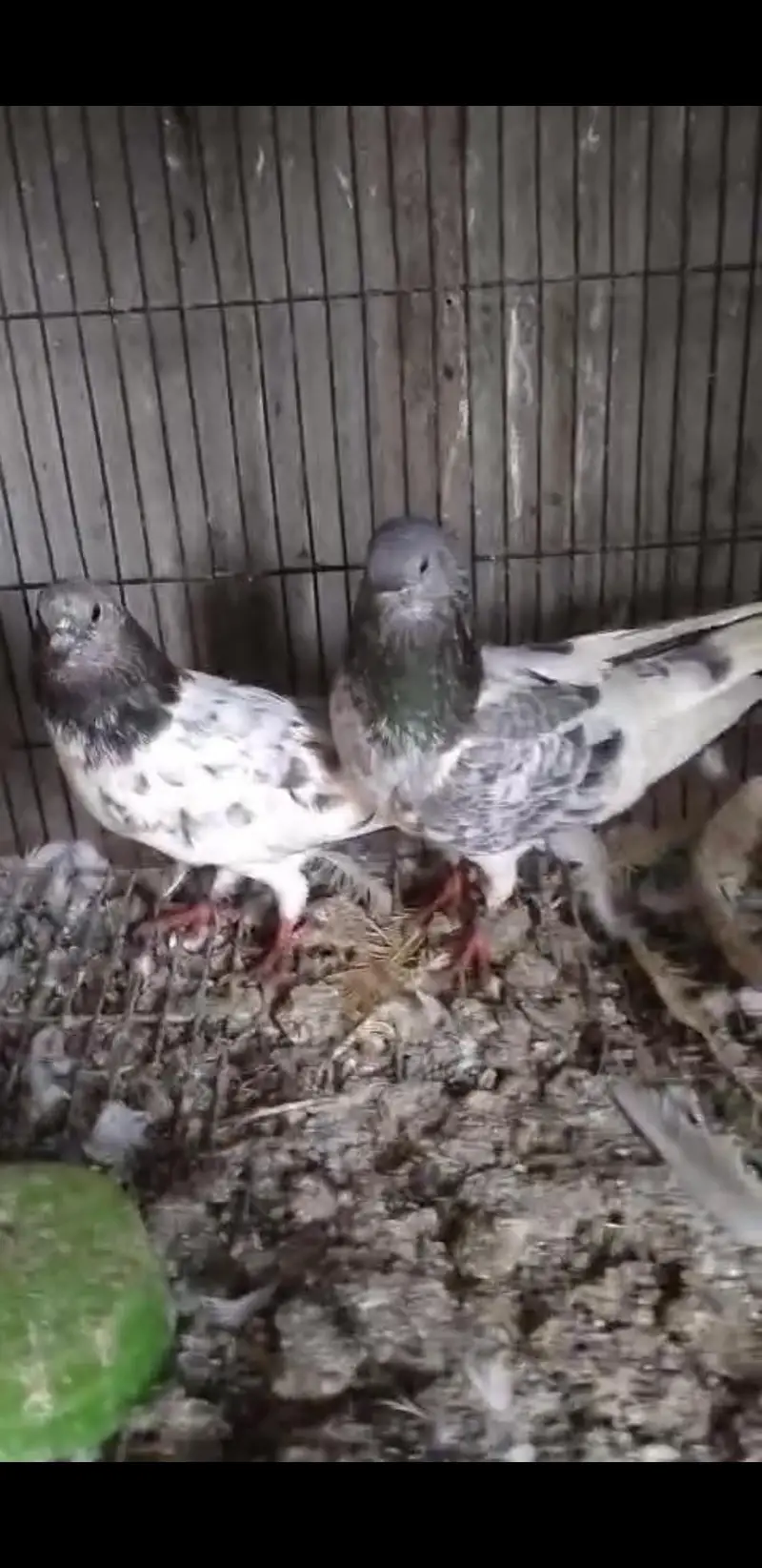 chat wale chuhe breeder pair — photo 7