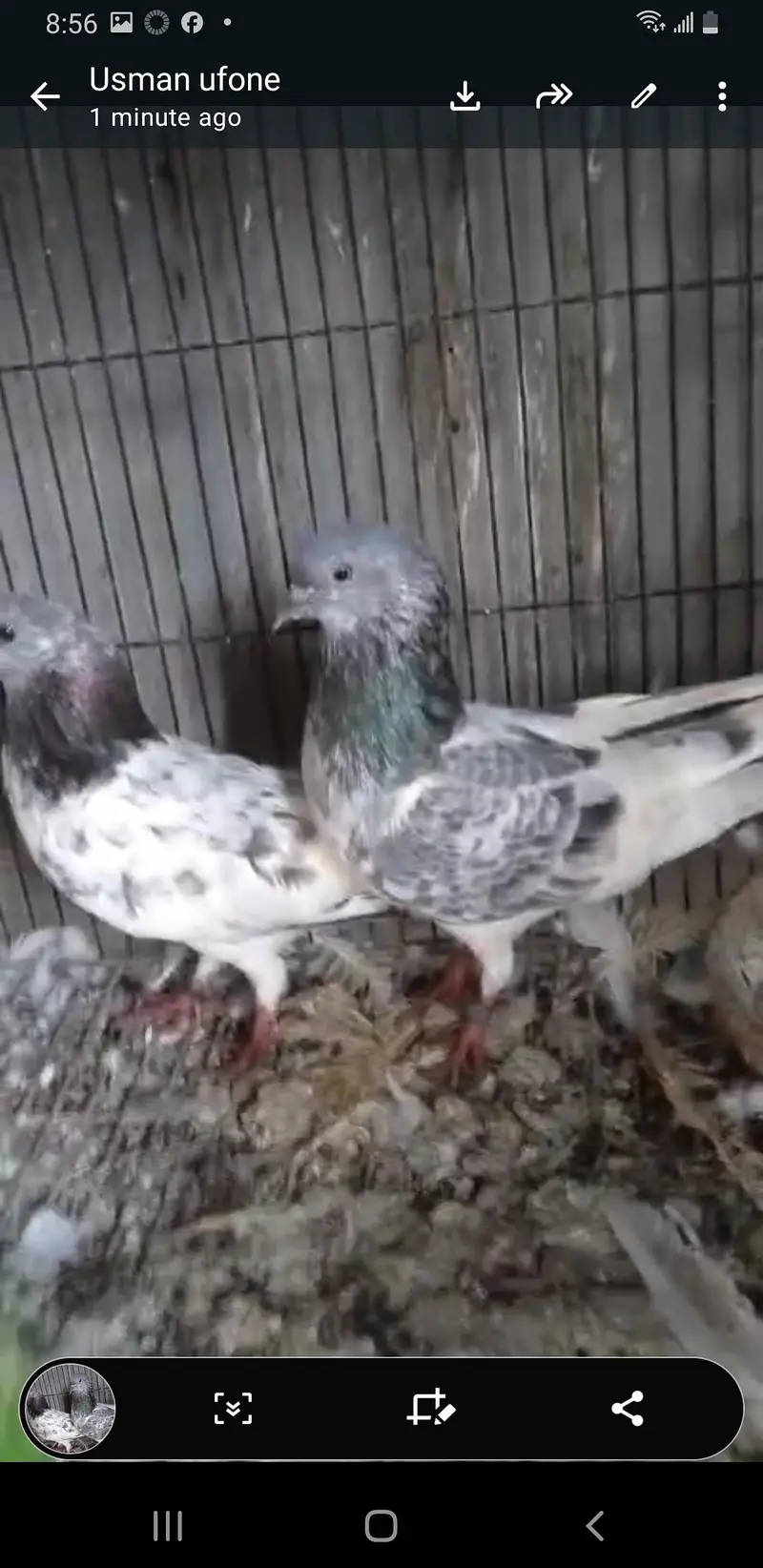 chat wale chuhe breeder pair — photo 8