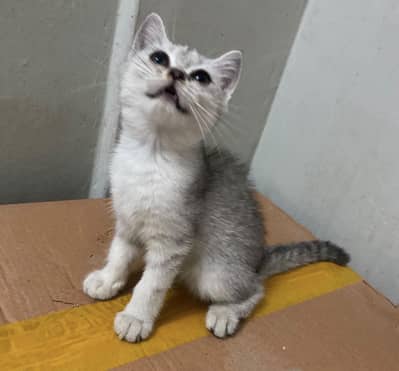 British Shorthair Smokey Grey Kitten
