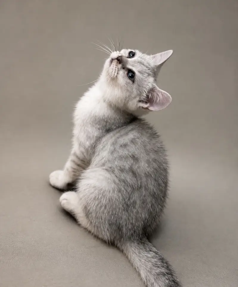 British Shorthair Smokey Grey Kitten — photo 2
