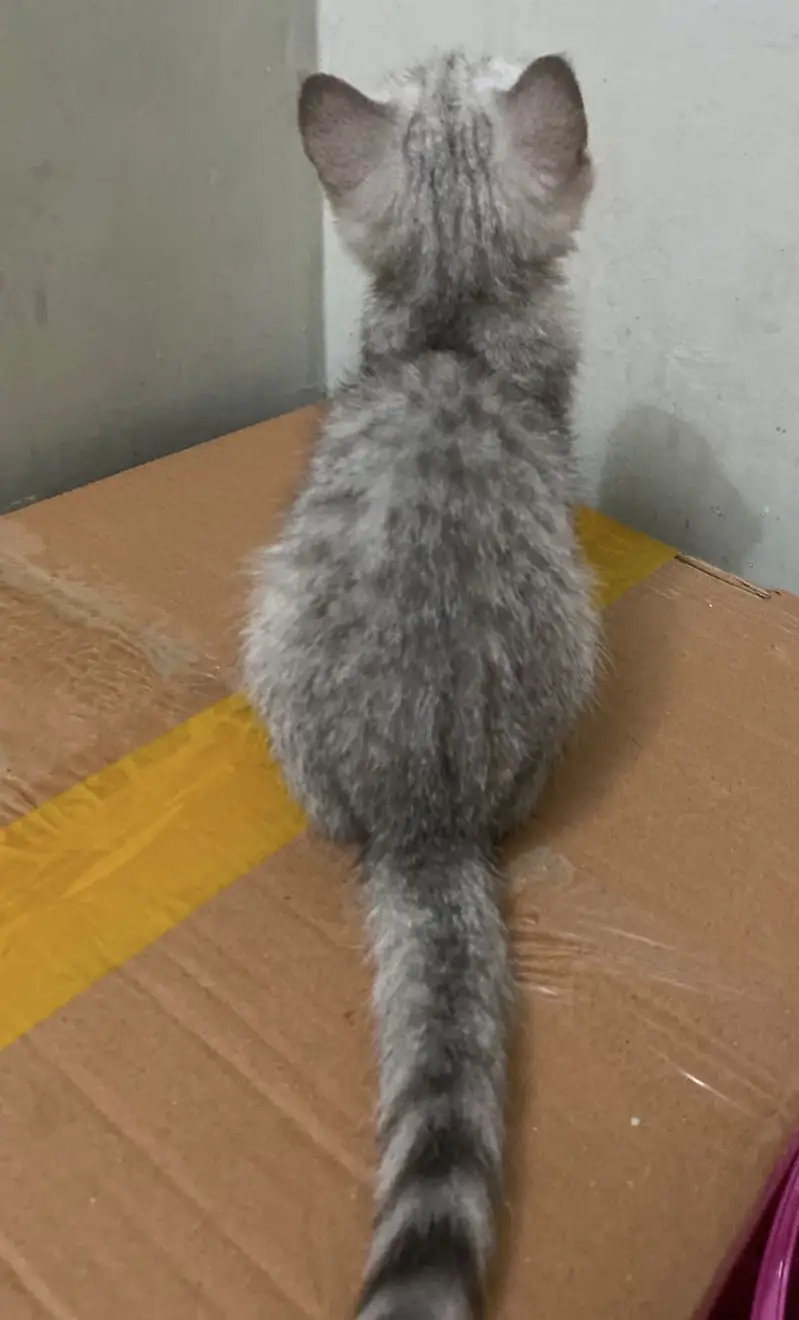 British Shorthair Smokey Grey Kitten — photo 3