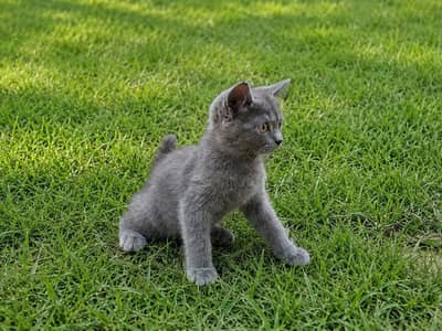 British Shorthair Female