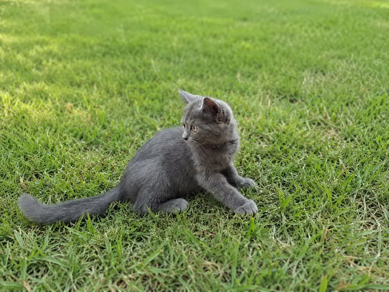 British Shorthair Female — photo 2