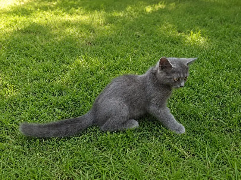 British Shorthair Female — photo 3
