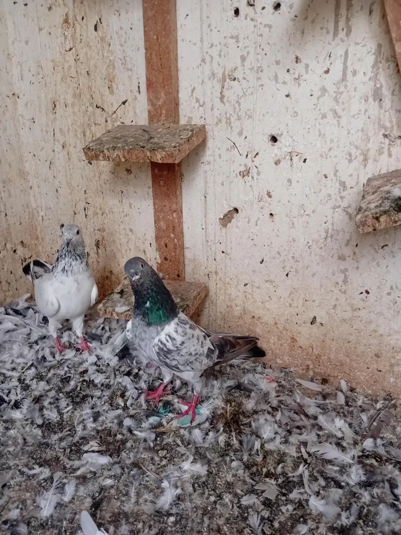 imamdeen or kamangaro main sa bani howi hai — photo 3