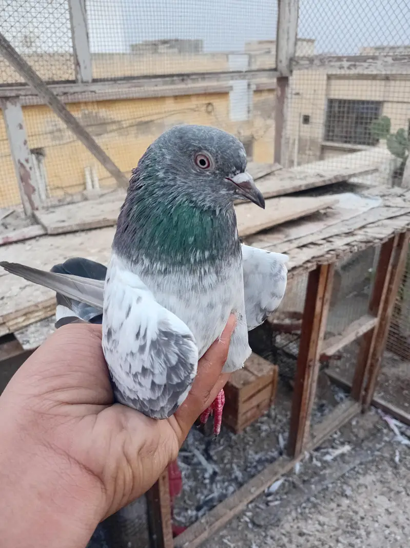 imamdeen or kamangaro main sa bani howi hai — photo 4