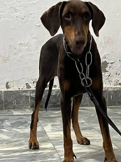 doberman pinscher Young female looking for new home