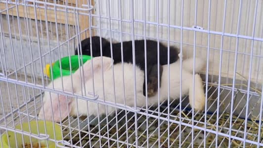 Holland Lops Bunny Pair For Sale