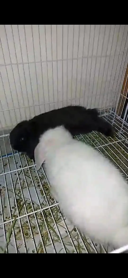 Holland Lops Bunny Pair For Sale — photo 2
