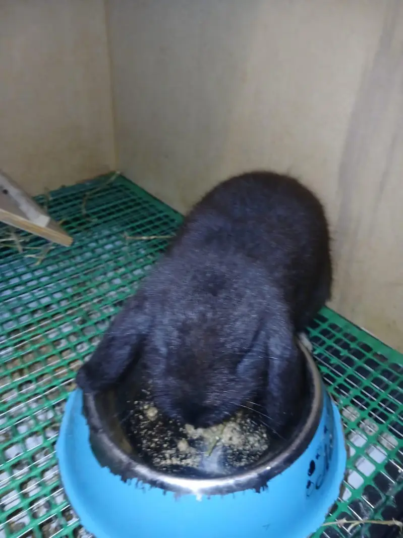 Holland Lops Bunny Pair For Sale — photo 3