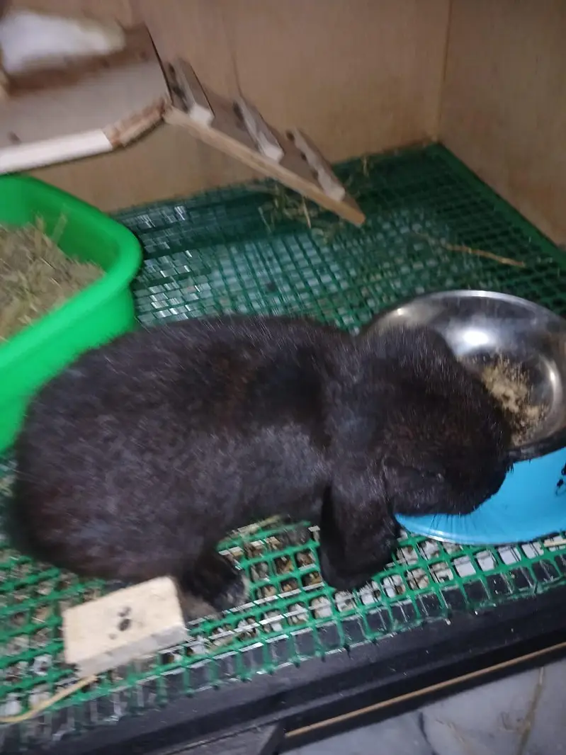 Holland Lops Bunny Pair For Sale — photo 4