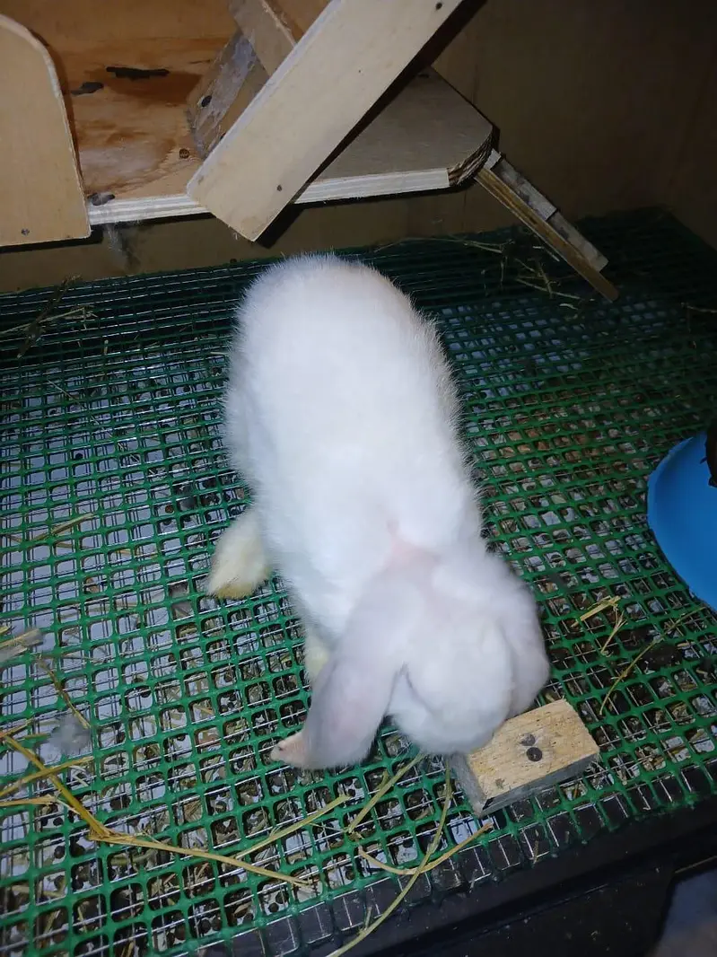 Holland Lops Bunny Pair For Sale — photo 5