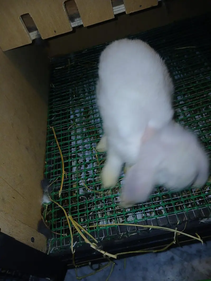 Holland Lops Bunny Pair For Sale — photo 6