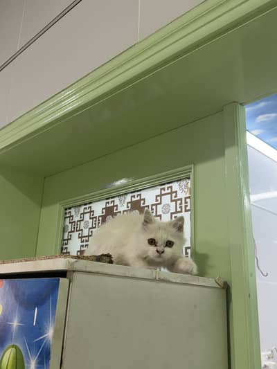 Persian cat male