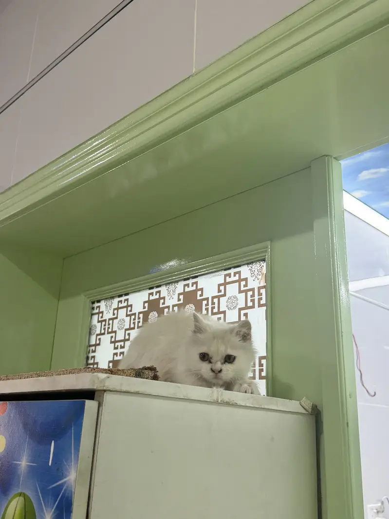Persian cat male — photo 2