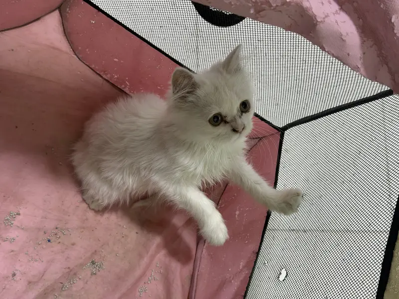 Persian cat male — photo 3
