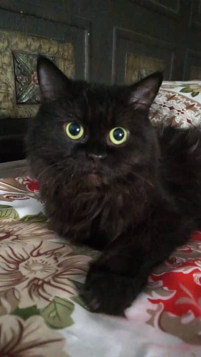 Black Pershian pregnant Adult cat for Sale
