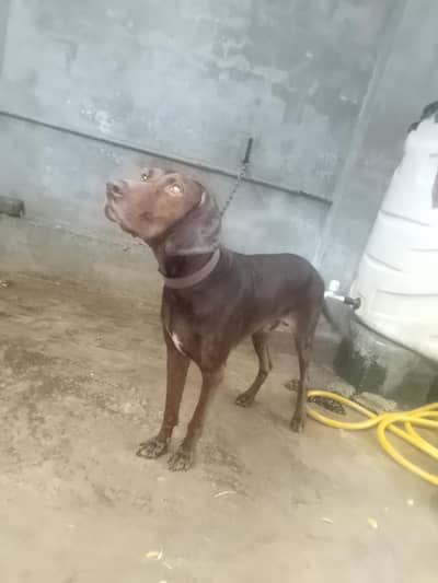Beautiful dog and training level is upgrade or Shakar be krta h