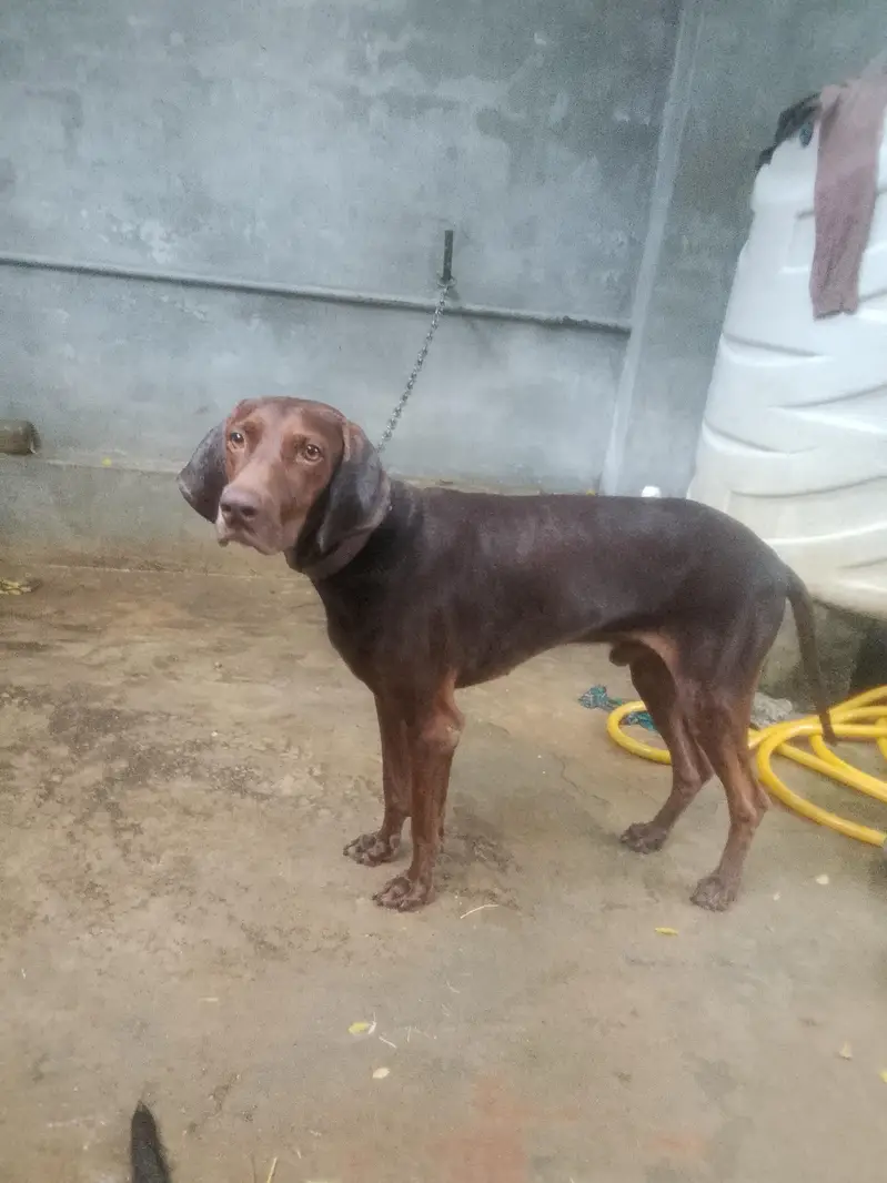 Beautiful dog and training level is upgrade or Shakar be krta h — photo 2