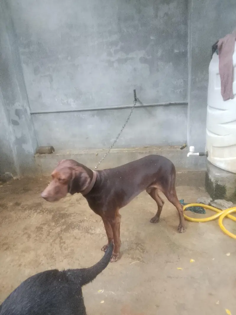 Beautiful dog and training level is upgrade or Shakar be krta h — photo 3