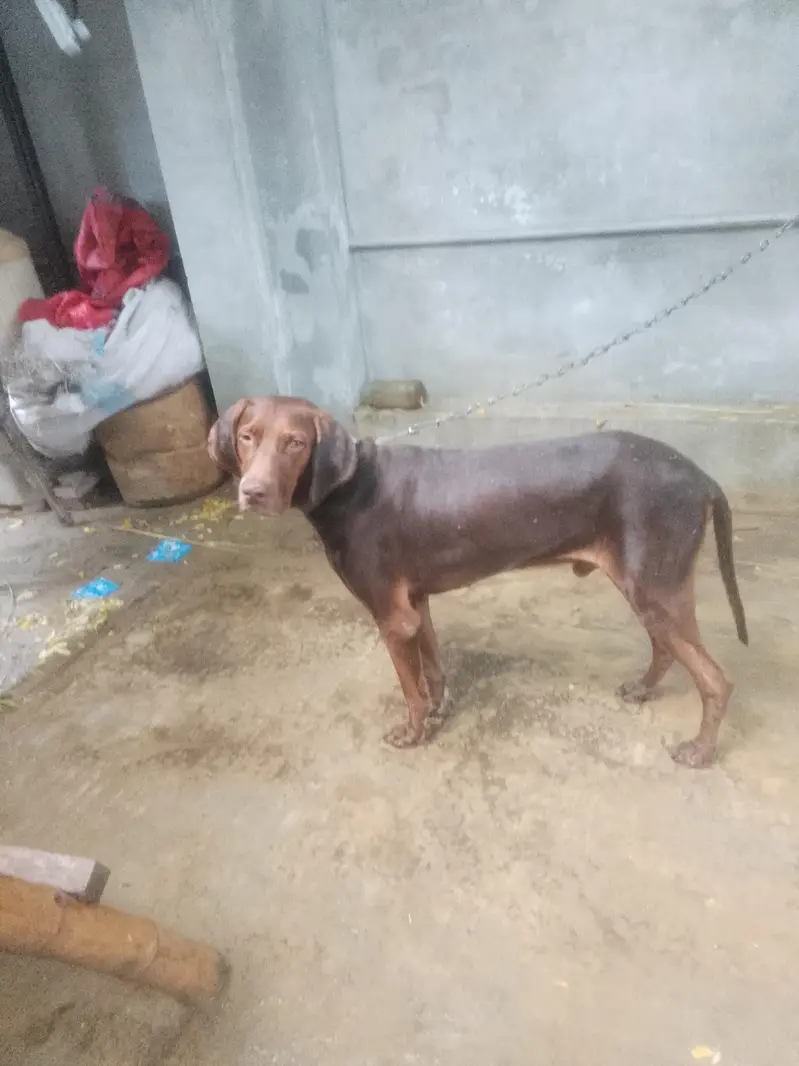 Beautiful dog and training level is upgrade or Shakar be krta h — photo 4