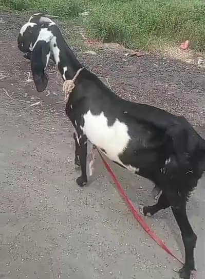 beetal bakri for sale